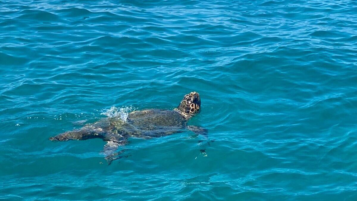 Schildpadden spotten op Zakynthos: de bedreigde Caretta Caretta schildpad aan het zwemmen in de zee bij Turtle Island