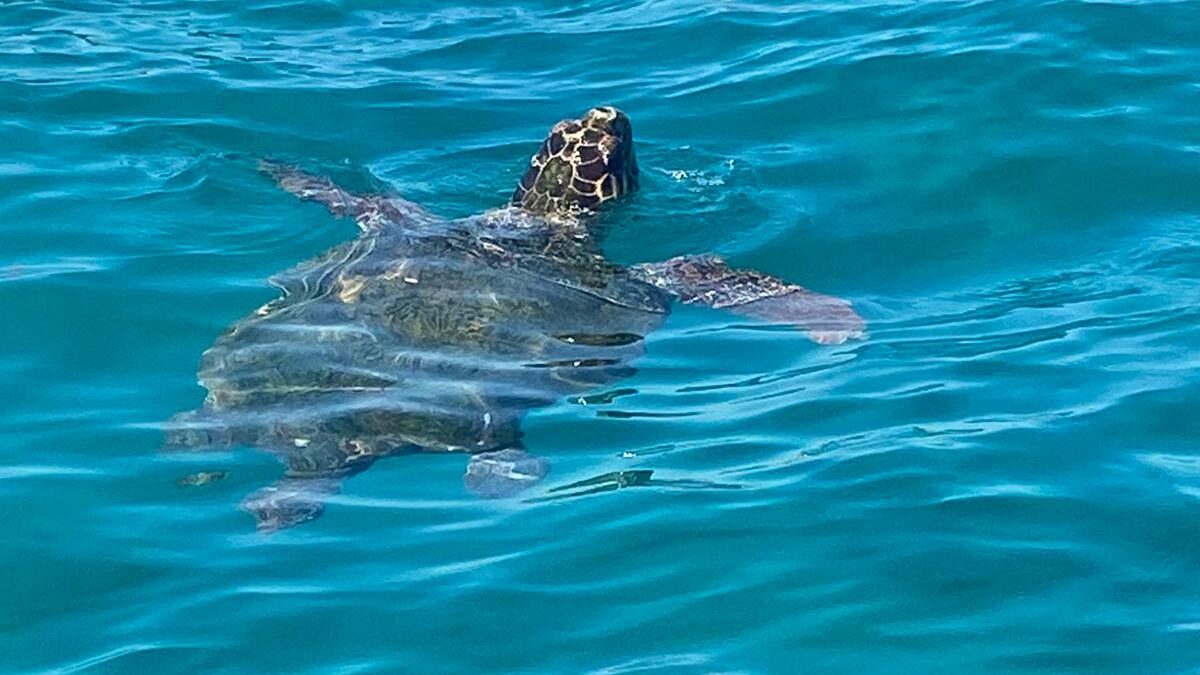 Schildpadden spotten bij Turtle Island op Zakynthos