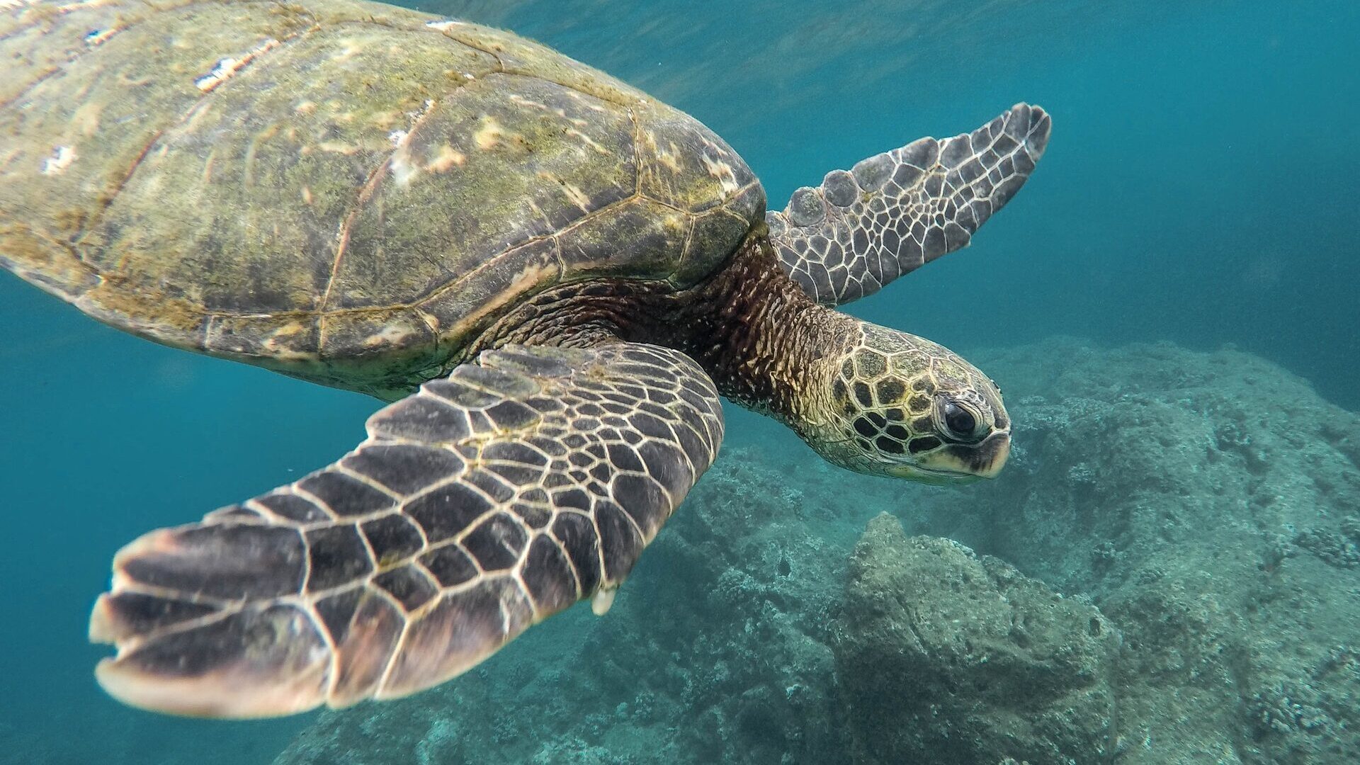 Schildpad aan het zwemmen in zee bij Curaçao, gespot tijdens het snorkelen 