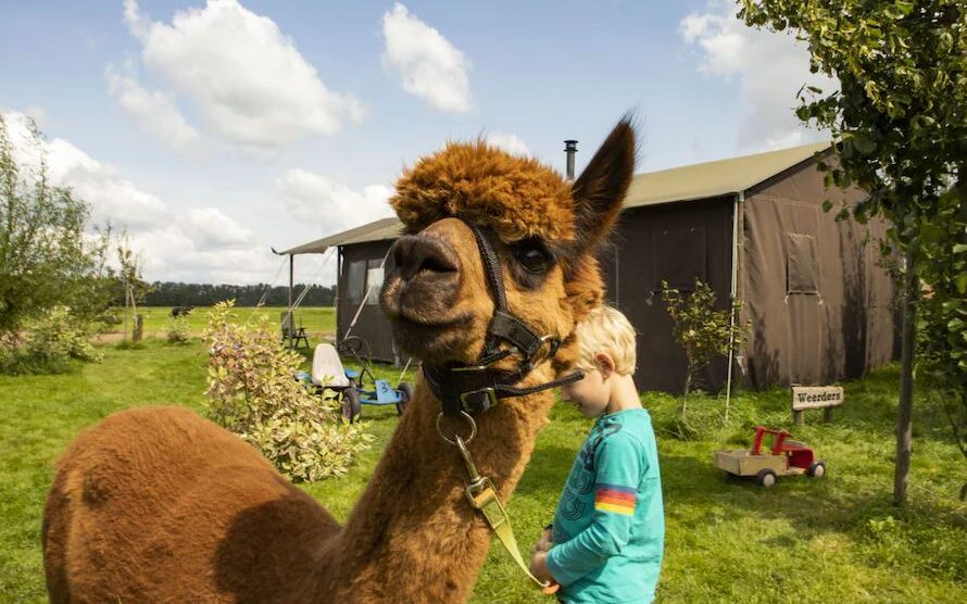 Wandel met alpaca's en help met het voeren van dieren bij Hoeve de Betuwe, een kleinschalige boerderij in Gelderland
