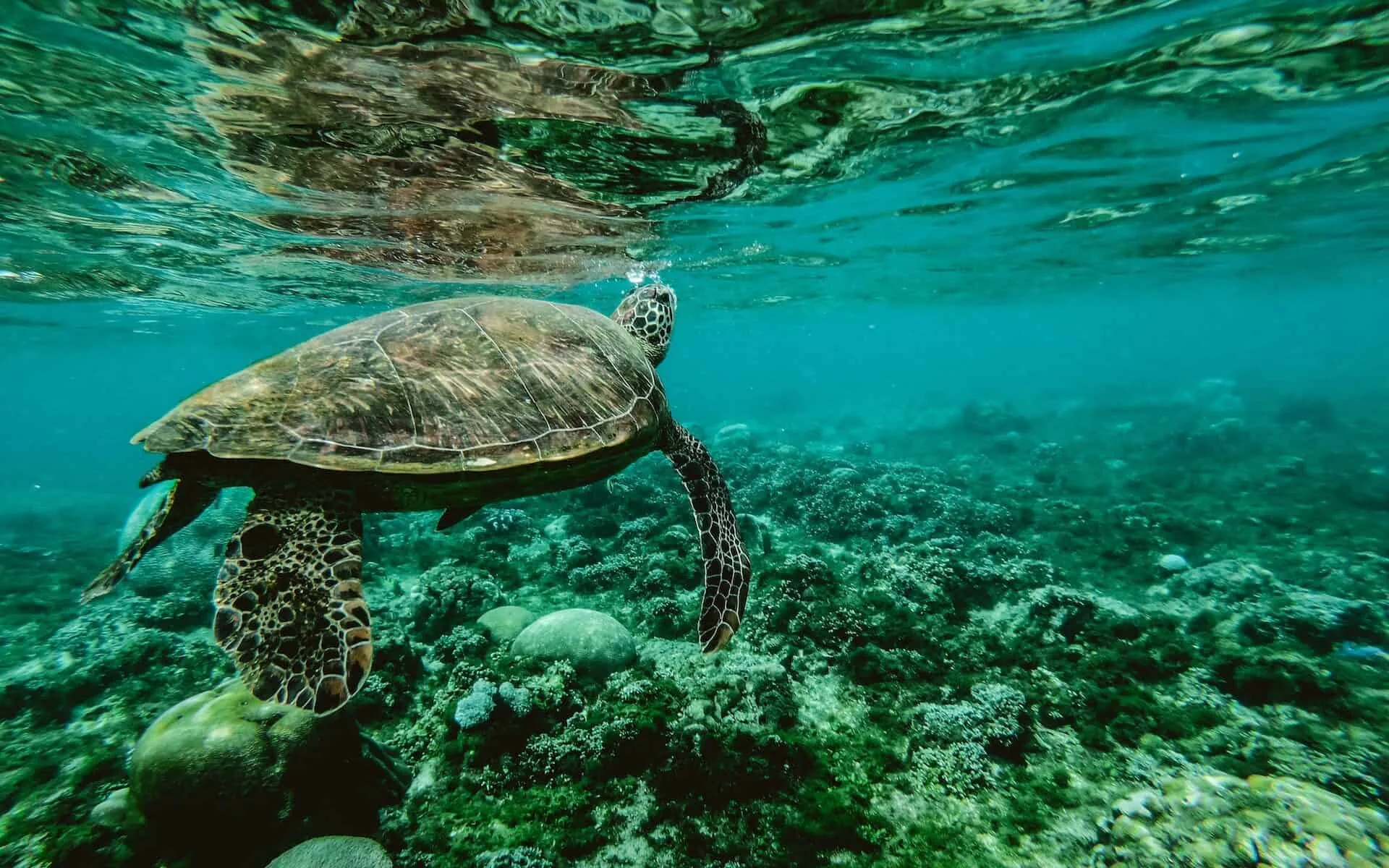 Schildpad aan het zwemmen in de zee rond Curaçao