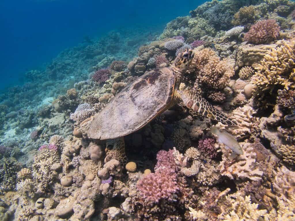 Schildpadden op Bonaire: hier kan je ze spotten!