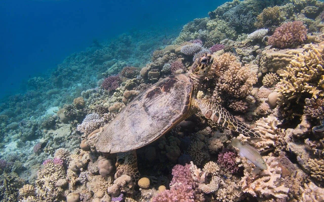 Bekijk alle vakanties naar Bonaire via TUI! Groene schildpadden spotten op Bonaire
