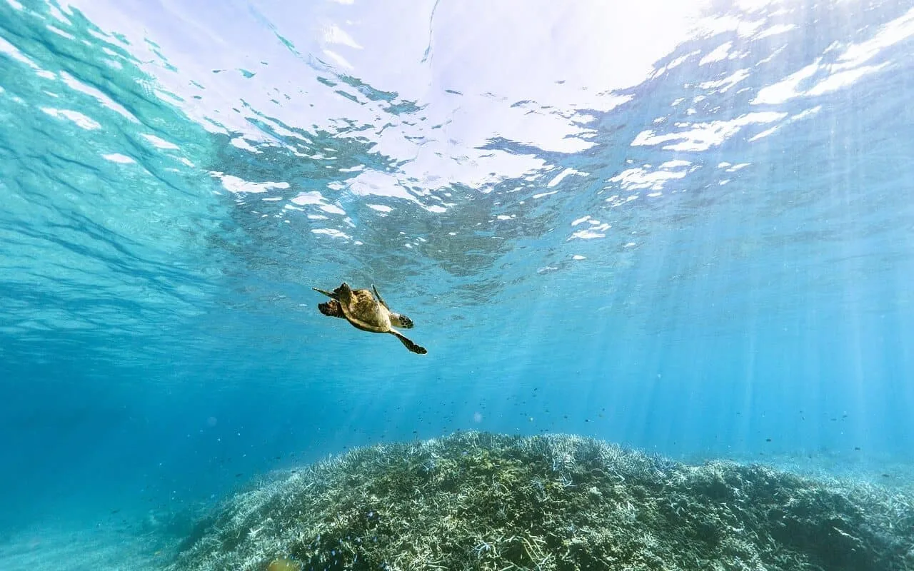 Snorkelen met schildpadden op Kreta / kleinschalige hotels
