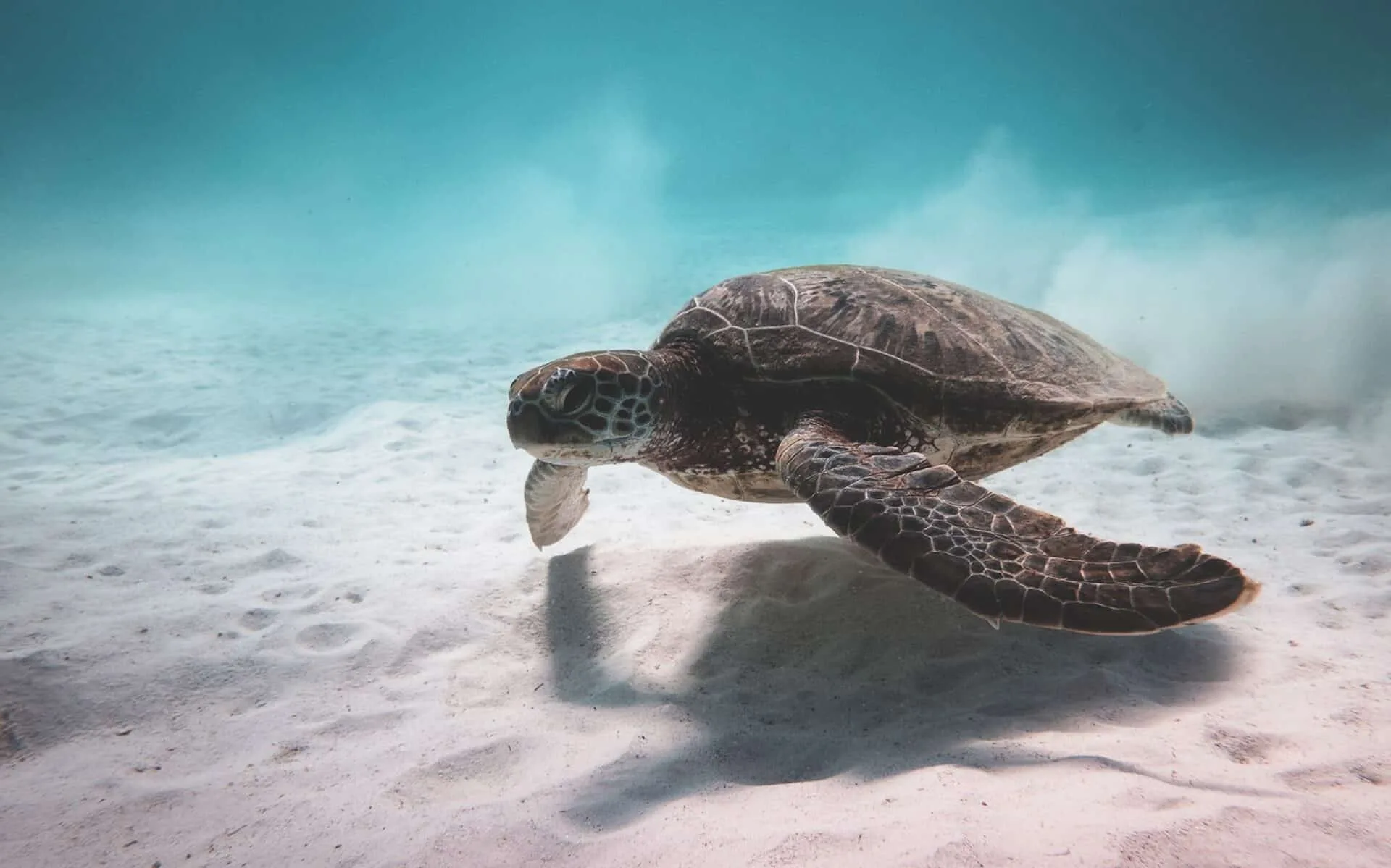 Bekijk alle vakanties naar Bonaire via de Vakantiediscounter! Schildpadden spotten op Bonaire