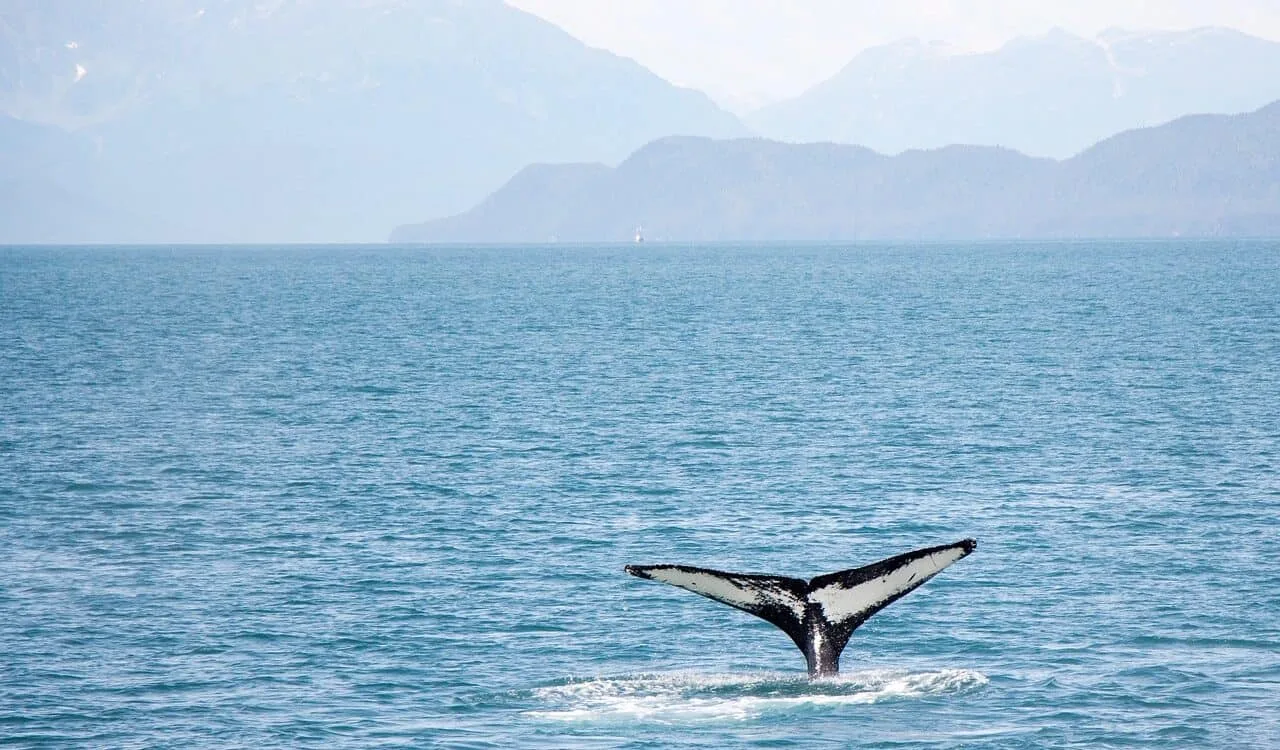 Walvis op de Azoren / kleinschalige hotels