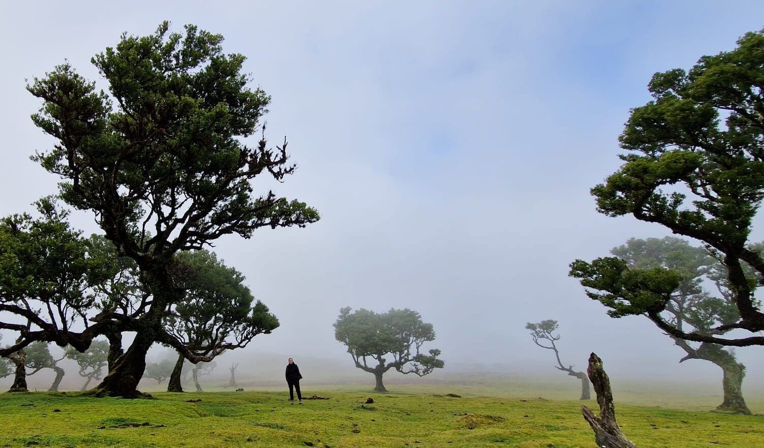 Wandelen in Fanal Forest op Madeira / kleinschalige hotels